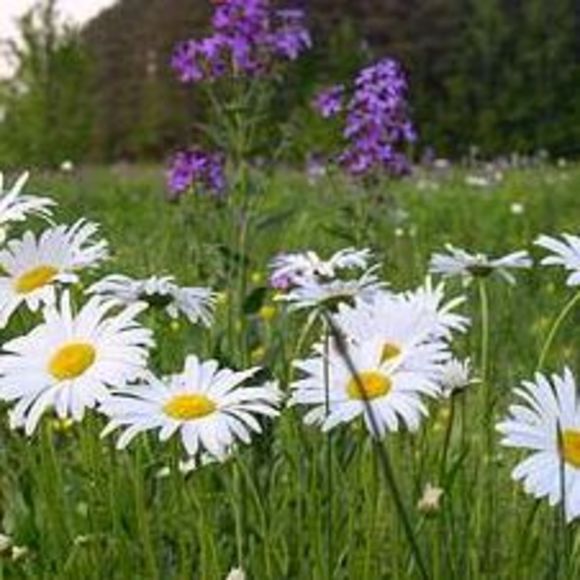 Meet your Posher, Connie - Picture 1 of 1